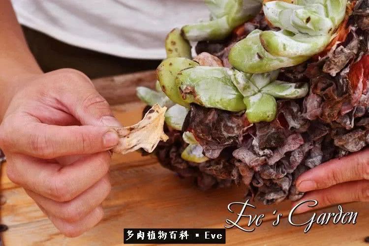 仙女杯多肉植物,拇指仙女杯也叫帕奇飞图吗