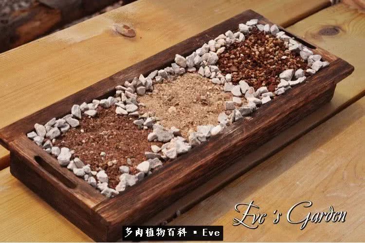 仙女杯多肉植物,拇指仙女杯也叫帕奇飞图吗