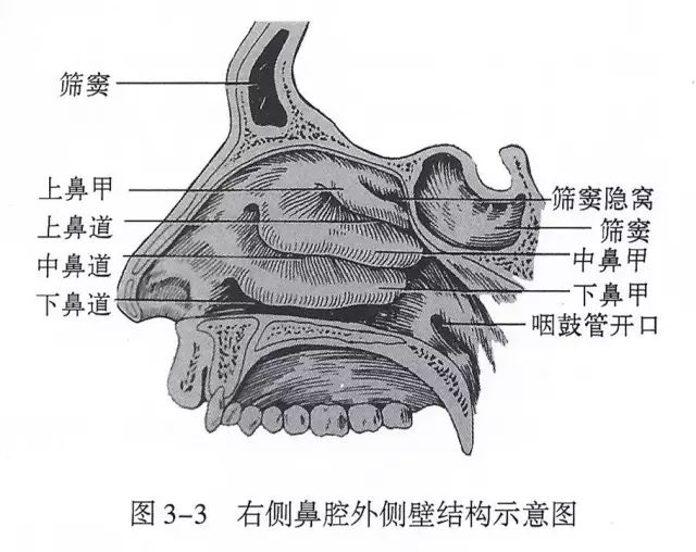 上呼吸道解剖视频教程,呼吸道生理与解剖课件