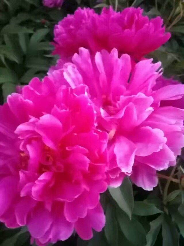 《燃火驱蛇结奇缘》（二十五）《黄衫指良医》原创\红山晚霞