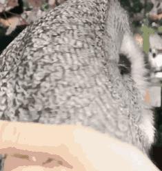 冰岛门将导演梅西,梅西冰岛罚点球