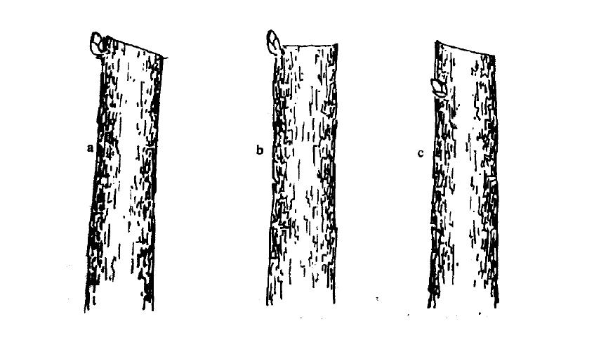 山丁子盆景修剪技巧,赤松景观树怎么修剪