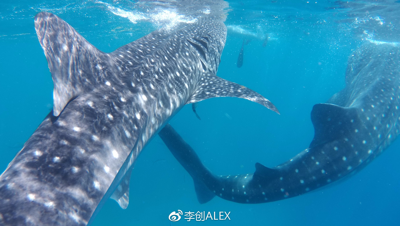 飞宿务直航城市,宿务到内地的直航航班