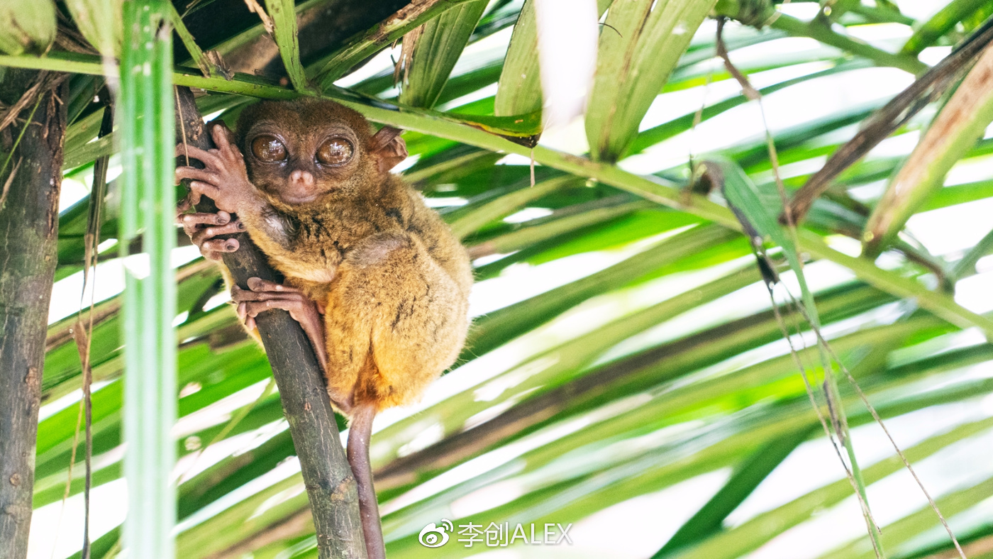 菲律宾宿务薄荷岛潜水之行,菲律宾宿务岛旅游潜水
