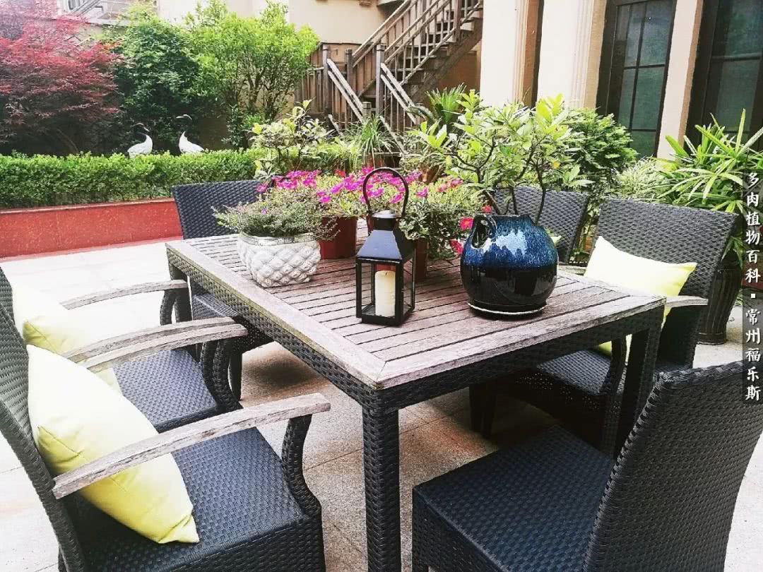 养多肉摒弃焦虑,包邮区不能养的多肉有哪些