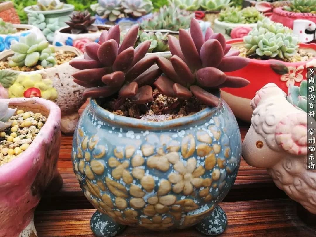 养多肉摒弃焦虑,包邮区不能养的多肉有哪些