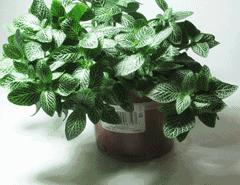 家里摆死灵芝盆栽,家人生病家里摆什么物件