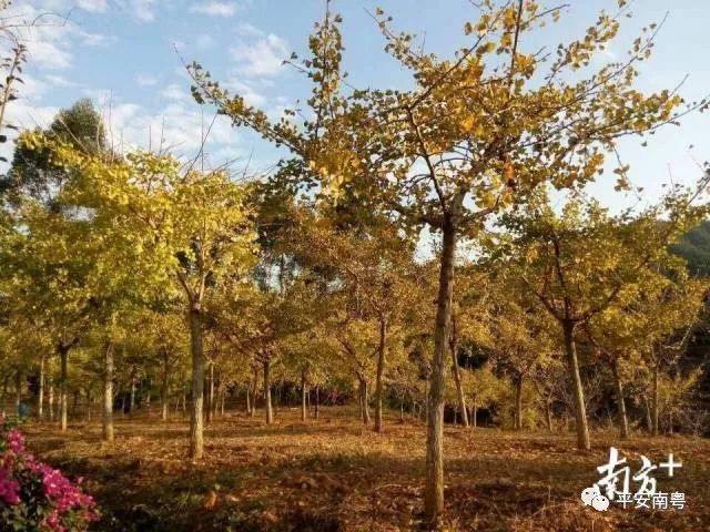 你所不了解的梅西,带你了解梅西