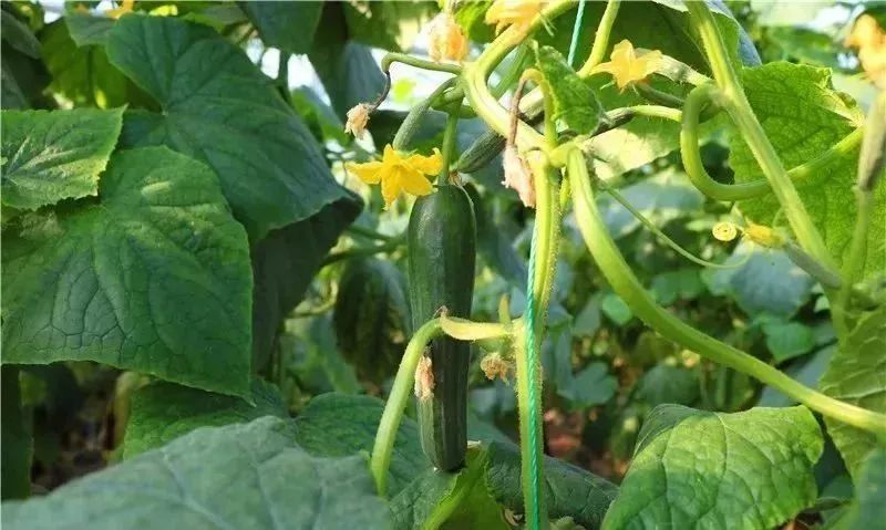 大自然水果采摘自驾攻略,郊区水果采摘自驾攻略