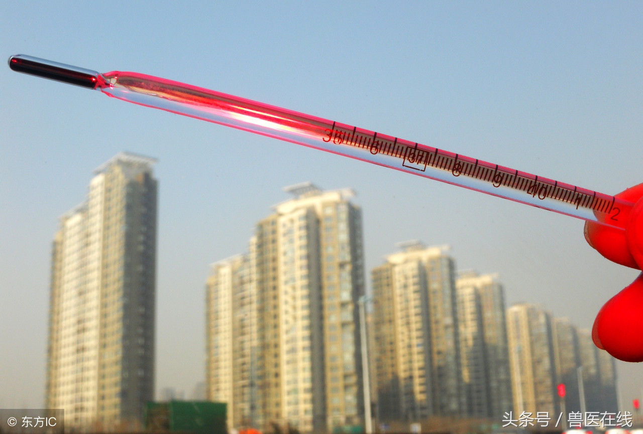 猪得了猪瘟怎么治疗,猪得了高热病必须打针吗