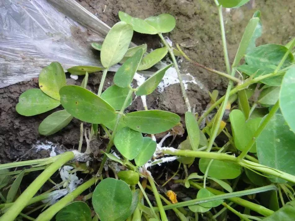 怎么知道花生什么病,看叶子知道树得什么病