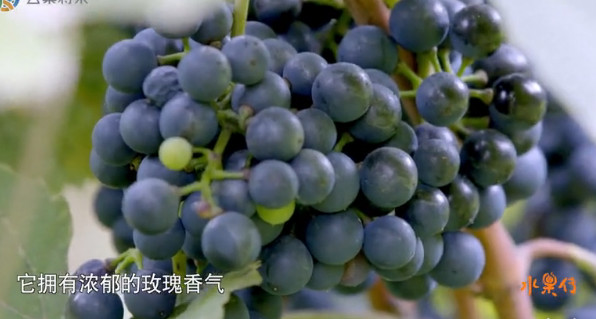 中国顶级美食纪录片,中国顶尖美食纪录片