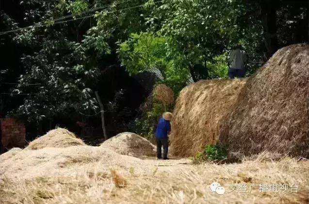 割麦子麦地里晒太阳,割麦子文登