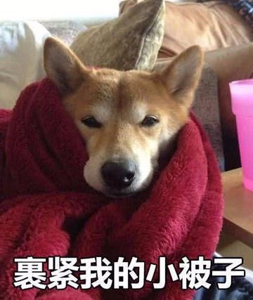 狗狗怀孕后，铲屎官需要必备哪些知识？