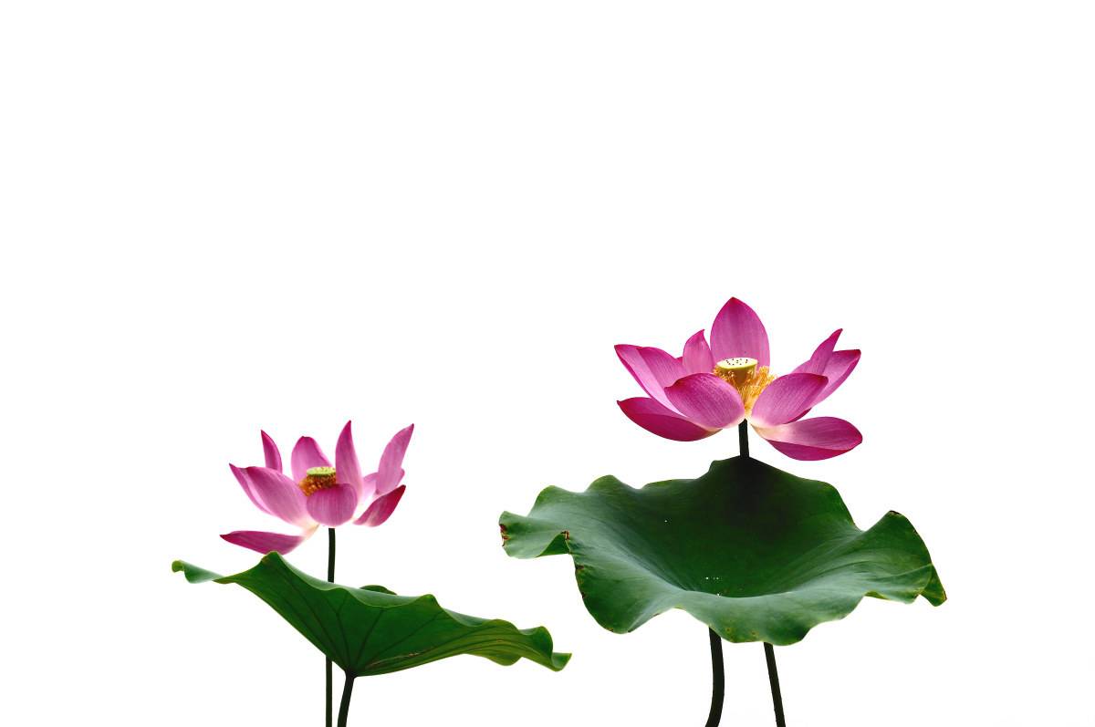 关于荷花古诗词100首,关于荷花的十首古诗词