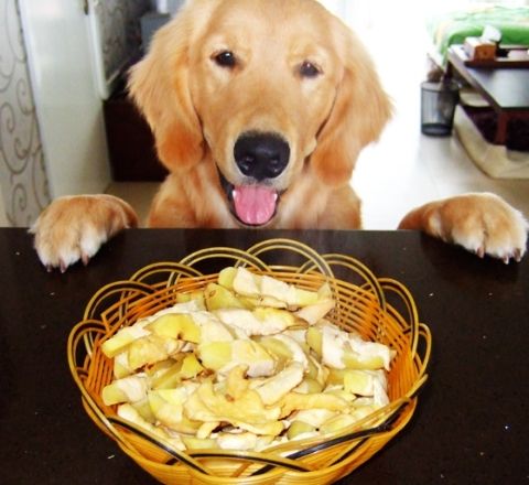 养狗后不仅不能吃独食还被偷零食!想纠正狗子偷吃,你该知道这些