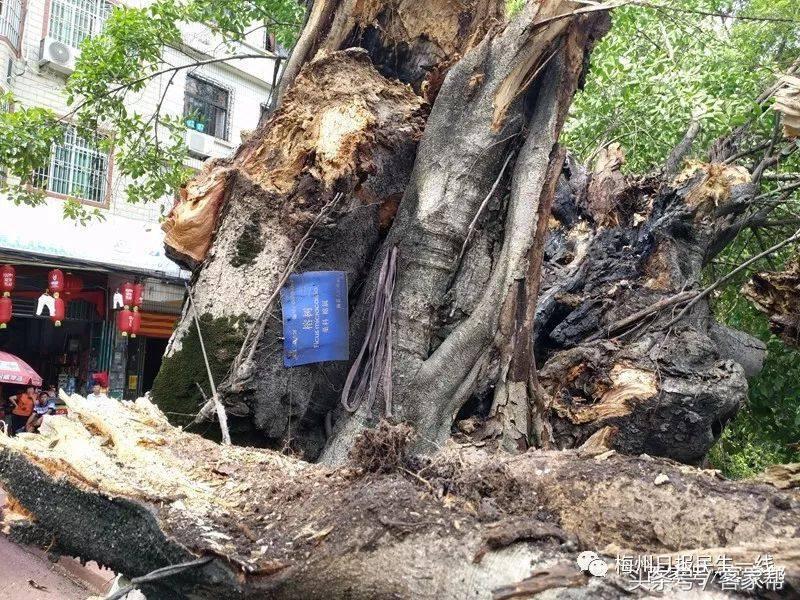 百年古树倒塌险砸中路人,行道树突然倒下车被砸