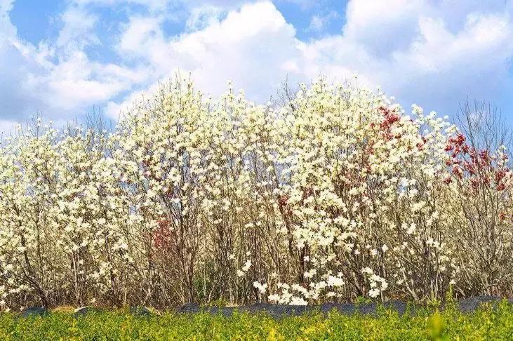 韩国世界杯不觉得耻辱吗,韩国这次世界杯赢的概率大吗
