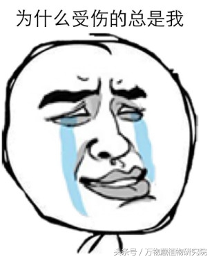 涓栫晫鏉樋鏍瑰环鐗╄祫,涓栫晫鏉壒鏁堣嵂