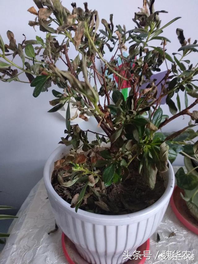 杜鹃花病害治疗方法,杜鹃花病害辨别与治疗