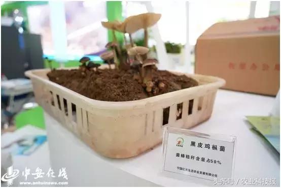 从垃圾里捡的东西变废为宝,从废物到宝物