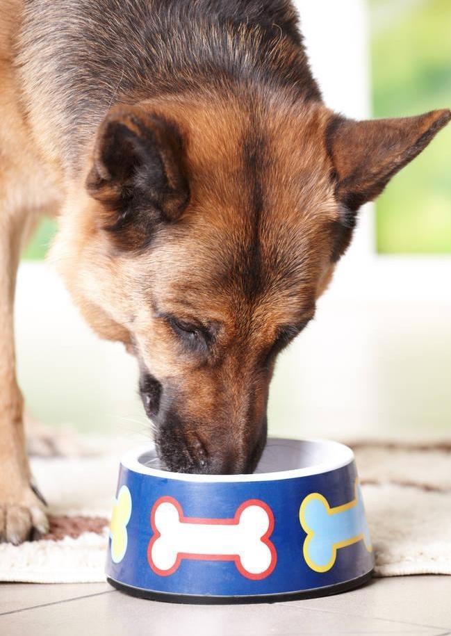 如何解决狗狗口臭问题,有什么消除狗狗口臭的方法吗