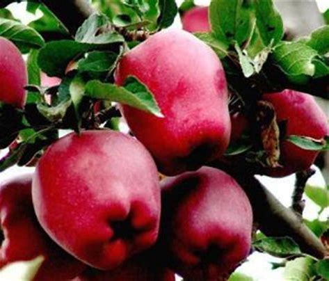 秦皇故里，如何将苹果变金果