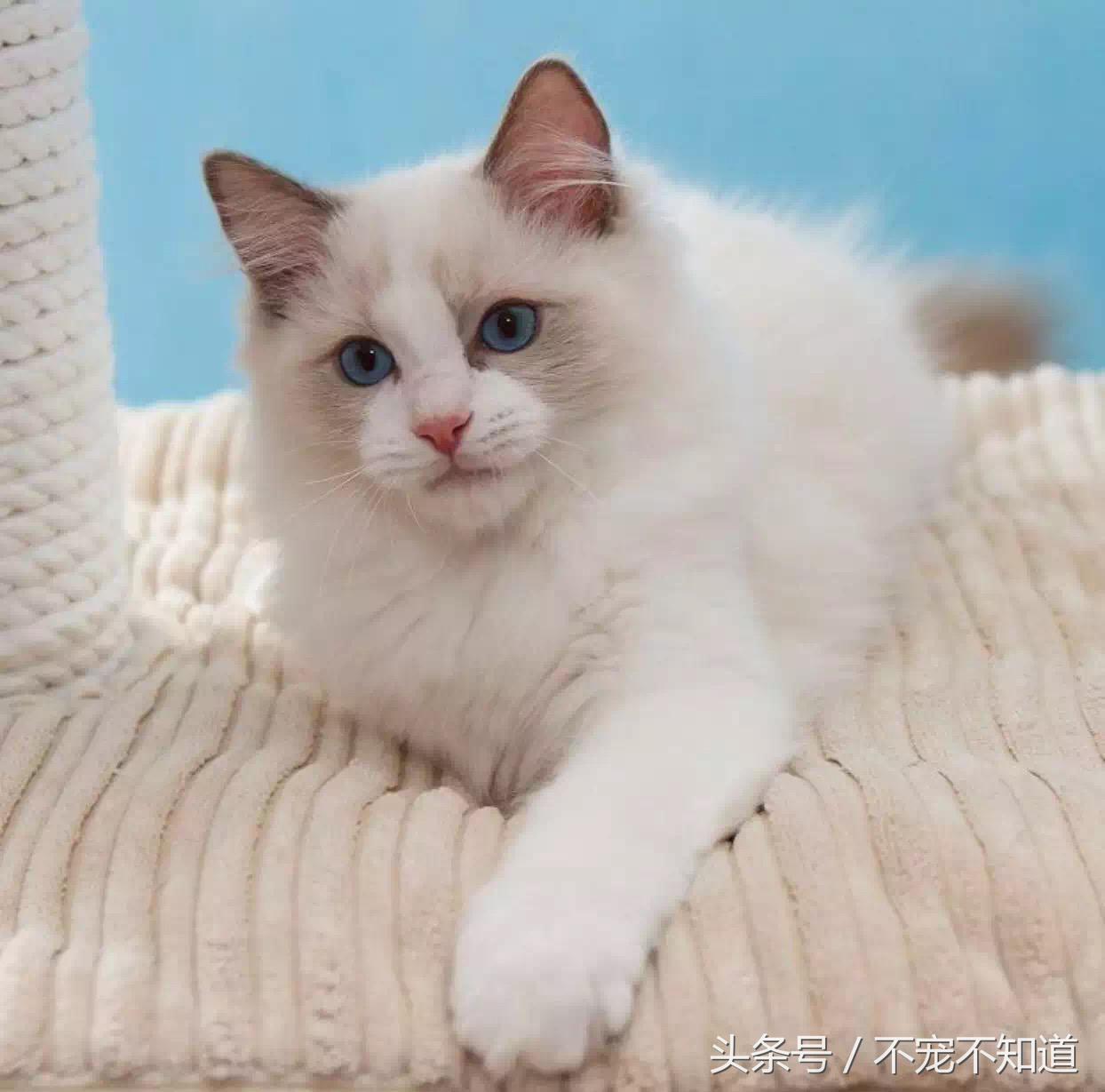 养布偶是一种什么体验,养布偶是一种什么样的体验