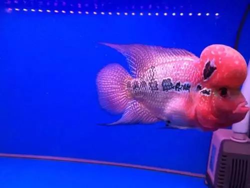 喜欢红柚的原因,喜欢锦鲤的原因