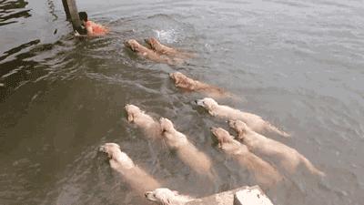 拱北海关缉毒犬,缉毒犬拱北海关