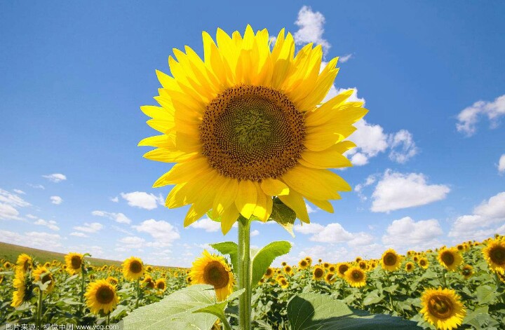 向日葵花语,向日葵花海景区地址