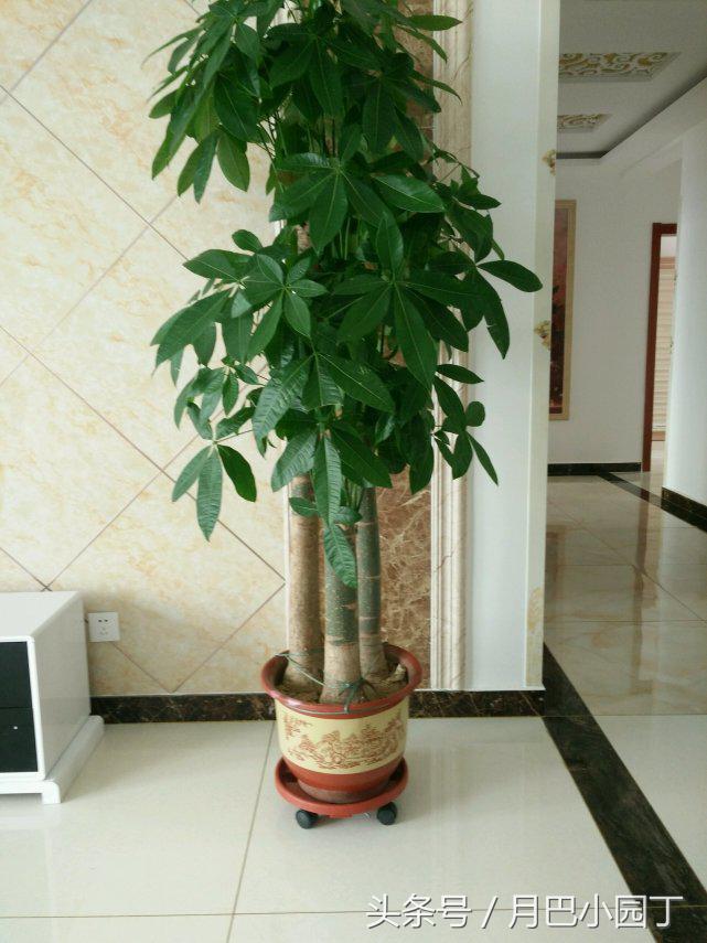 发财树长太快还掉叶子,发财树长得慢