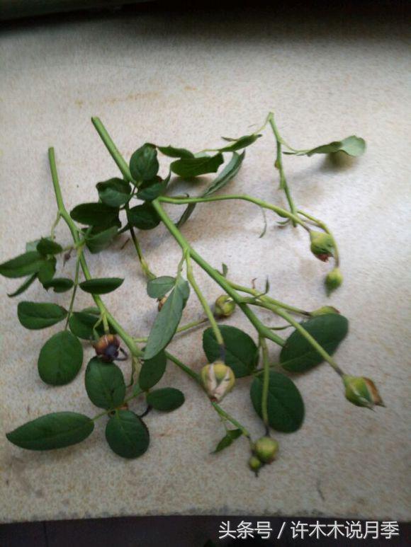 许木木说月季完整版,许木木说月季用药