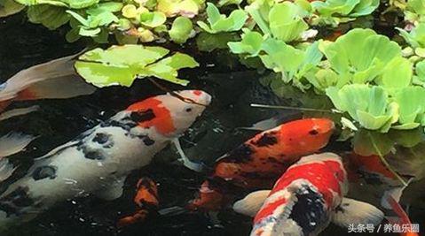 锦鲤正确喂食的方法,锦鲤各个季节喂食方法