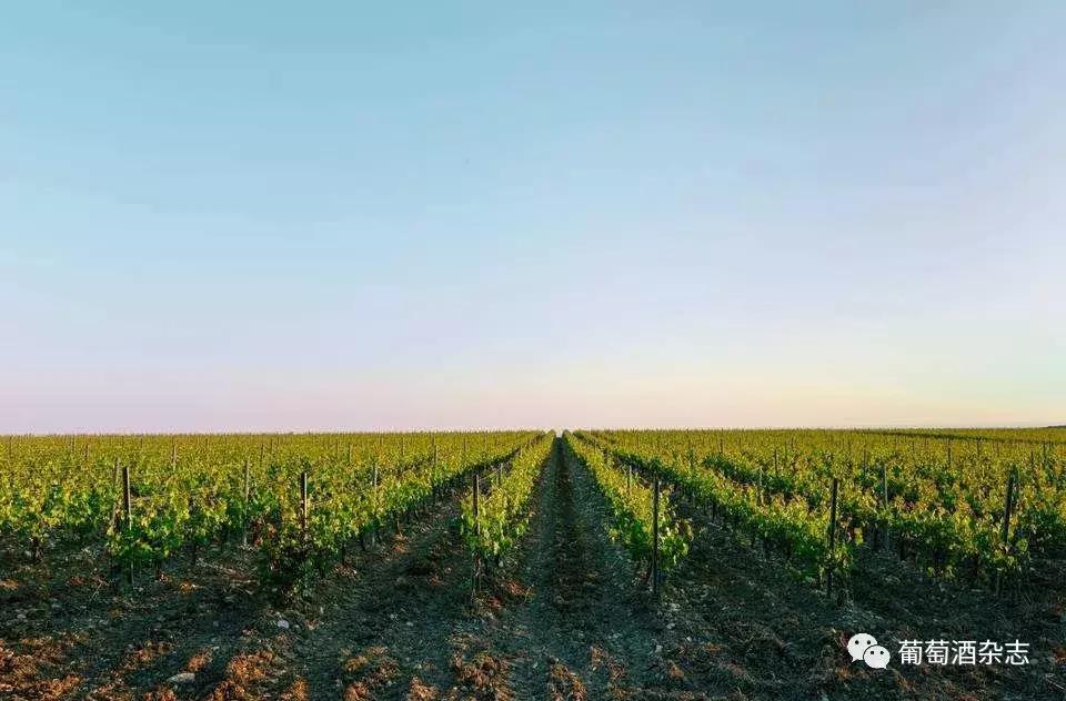 世界杯喝什么酒,世界杯适合喝什么酒