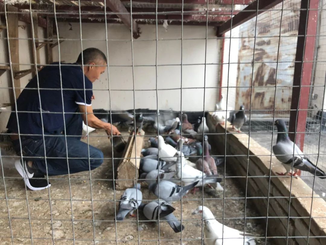 他在淘宝上专门“放鸽子”，还好评不断