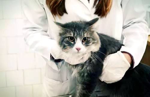 猫咪打喷嚏干呕吐不出来怎么回事,猫咪生病了吐了吃什么药