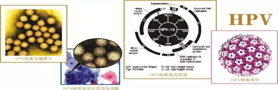 微生态失衡是不是就是宫颈癌,微生态正常得宫颈癌几率大吗