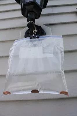 洗衣粉白糖米饭除蟑螂,一勺洗衣粉灭蟑螂