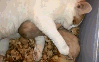 和花枝鼠一起睡,跟花枝鼠一起睡觉