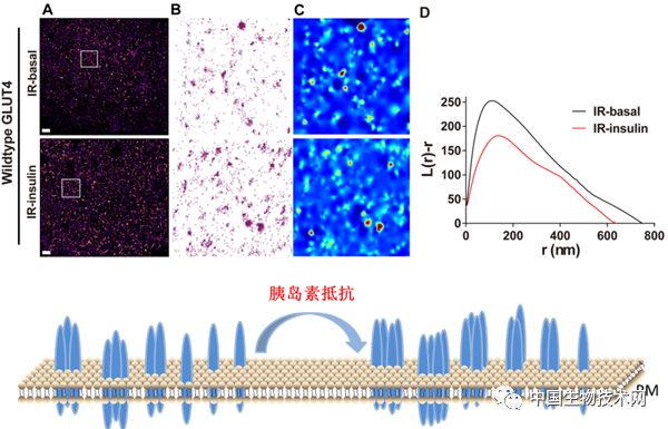 葡萄糖转运蛋白是通道还是载体,葡萄糖转运蛋白清华大学研究