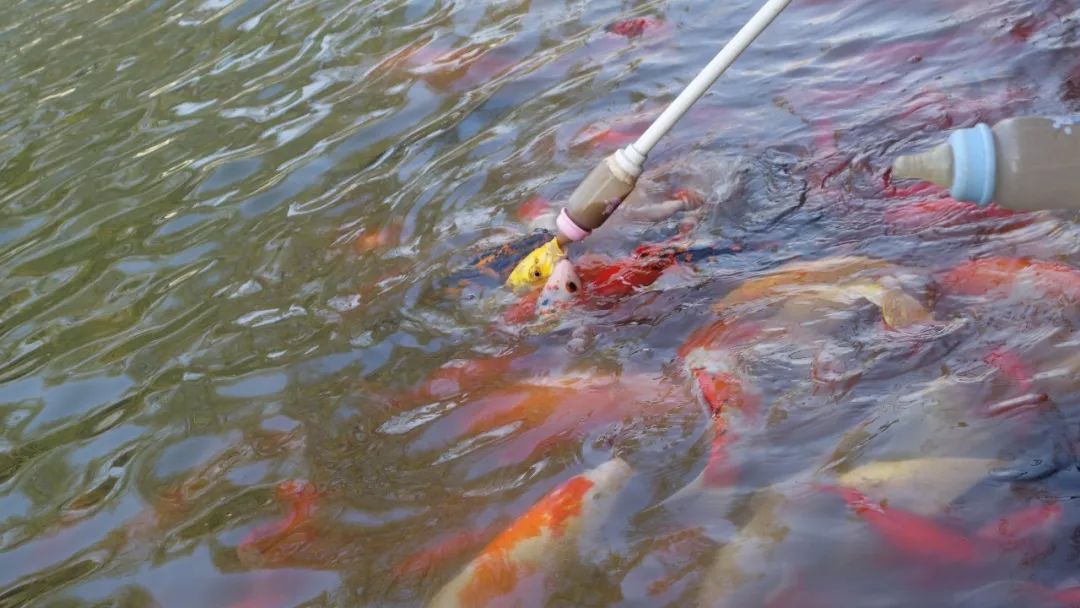 时光游合肥,时光旅行图集