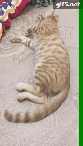 铲屎官必看养猫人最怕的3件事 (橘猫被铲屎官坑惨啦)