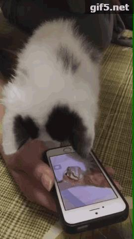 铲屎官必看养猫人最怕的3件事 (橘猫被铲屎官坑惨啦)