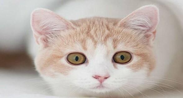 小鱼干多大的猫能吃,小鱼干可以喂幼龟吗