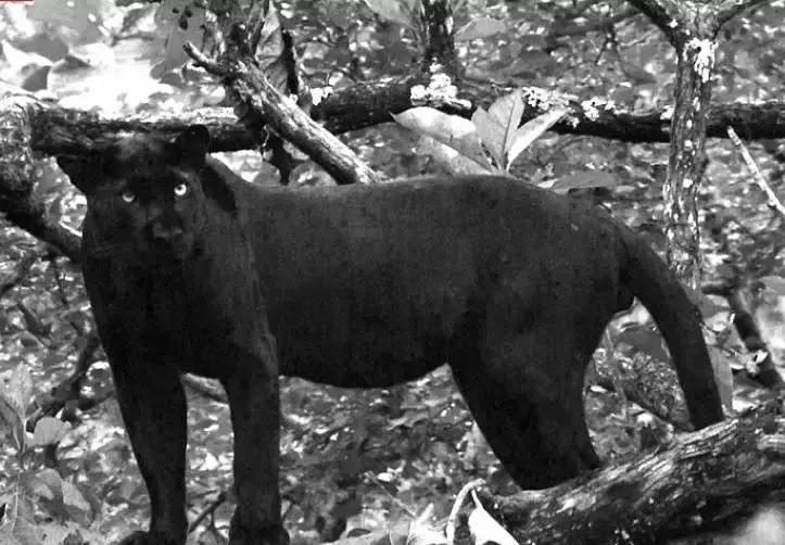 澳洲未解之谜，它又出现了！幽灵猫现，必有血案！