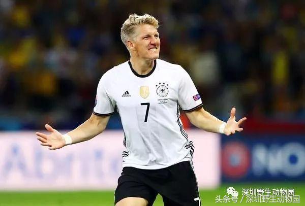 足球球员动物化,足球界马儿