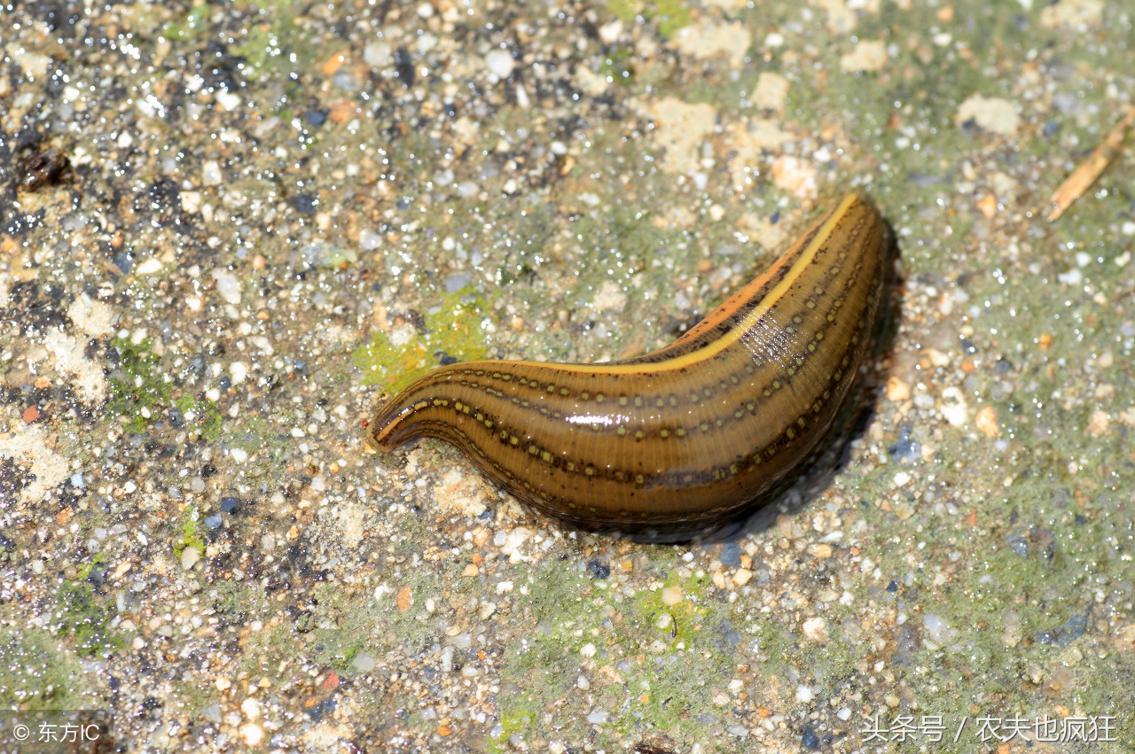 蚂蟥在土里生活吗,蚂蟥在野外