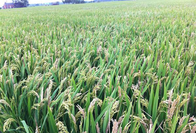 哪些因素能导致水稻形成白穗病?防治措施是什么?