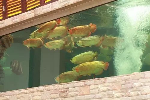 经典混养搭配,混养的问题及解决方法